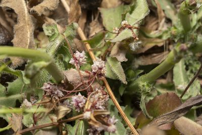 Cuscuta palaestina, photographed by Eleftherios Katsillis