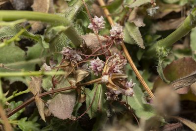 Cuscuta palaestina, photographed by Eleftherios Katsillis