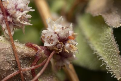 Cuscuta palaestina, photographed by Eleftherios Katsillis