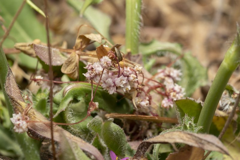 Cuscuta palaestina, photographed by Eleftherios Katsillis