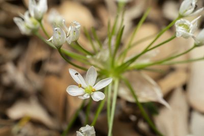 Allium subhirsutum, photographed by Eleftherios Katsillis