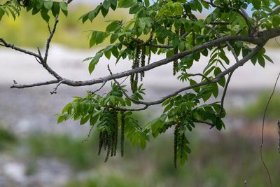 Juglans mandshurica, photographed by WATANABE Hitoshi 渡辺仁