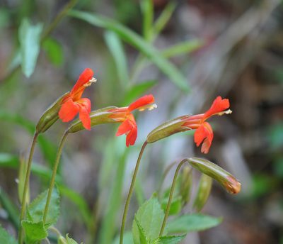 Erythranthe verbenacea, photographed by Todd Boland