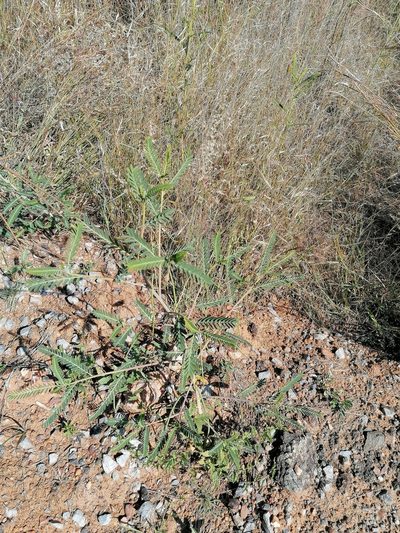 Sesbania bispinosa, photographed by Hildegard Klein