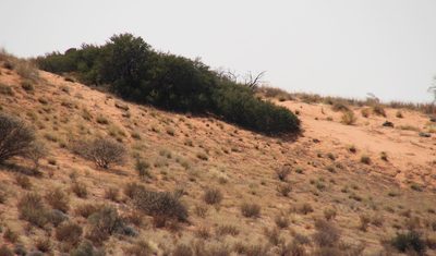 Vachellia hebeclada, photographed by Tony Rebelo