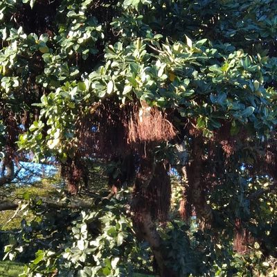 Ficus trichopoda, photographed by Rosemary Harrison