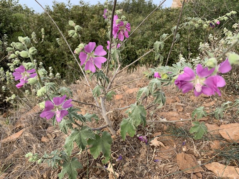 Malva unguiculata, photographed by pavlaki1968