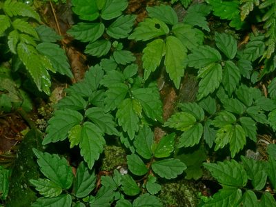 Elatostema microcephalanthum, photographed by Jacy Chen