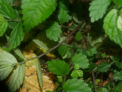 Elatostema microcephalanthum, photographed by Jacy Chen