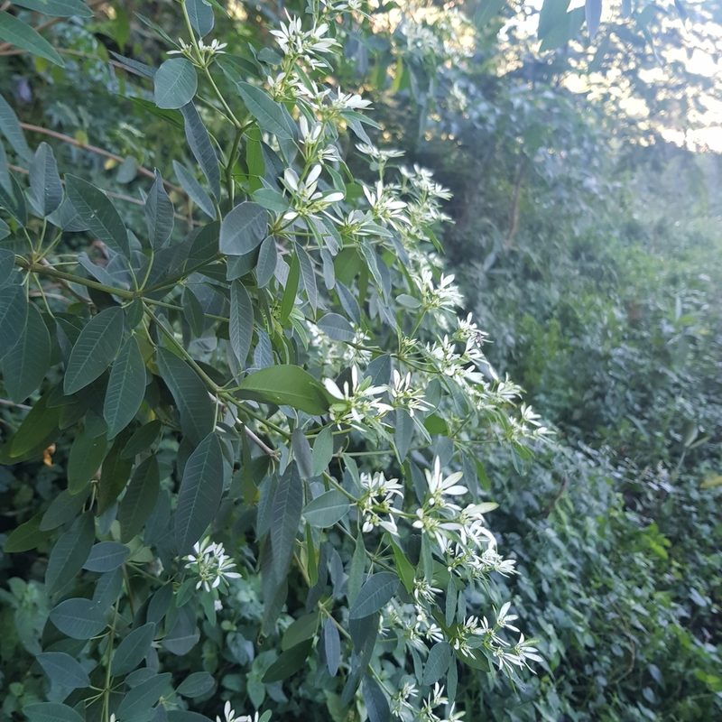 Euphorbia leucocephala, photographed by Margaret Burger
