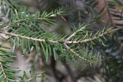 Abies nordmanniana, photographed by Марина Садыкова