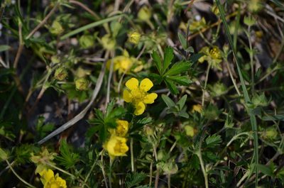Potentilla heptaphylla, photographed by nicoweg