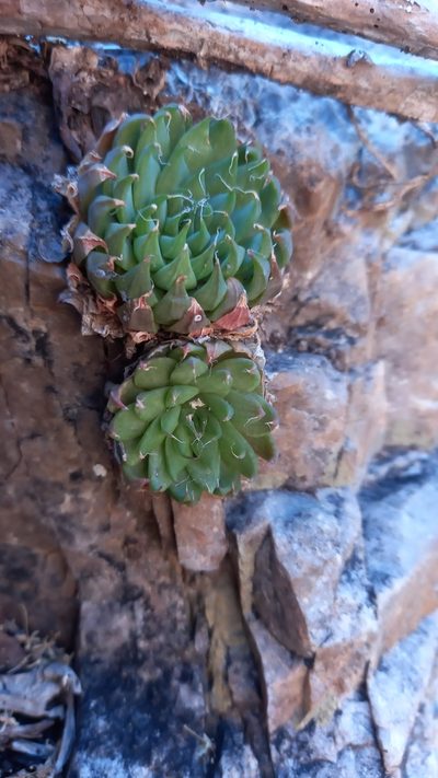Haworthia mucronata, photographed by kevin koen