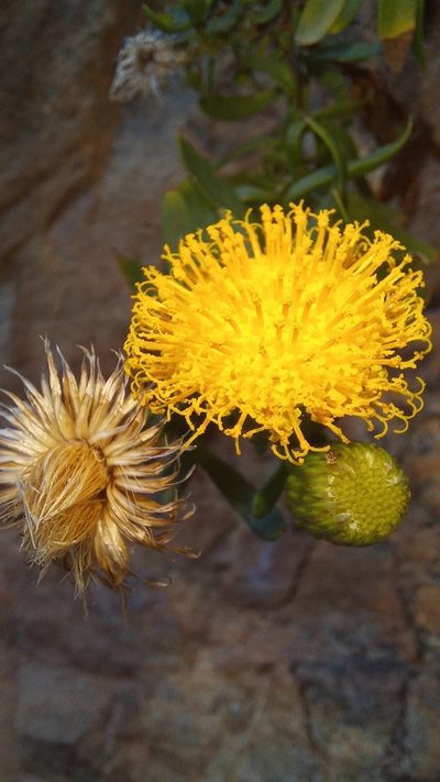 Pentatrichia integra, photographed by kevin koen