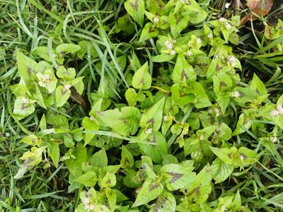 Persicaria nepalensis, photographed by GERMAN LEONEL SARMIENTO CRUZ