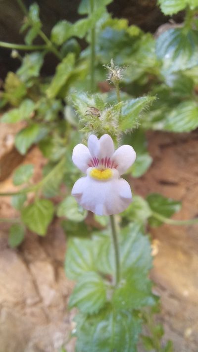 Nemesia deflexa, photographed by kevin koen