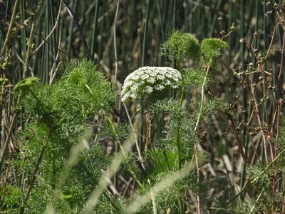 Visnaga daucoides, photographed by Mary K. Hanson