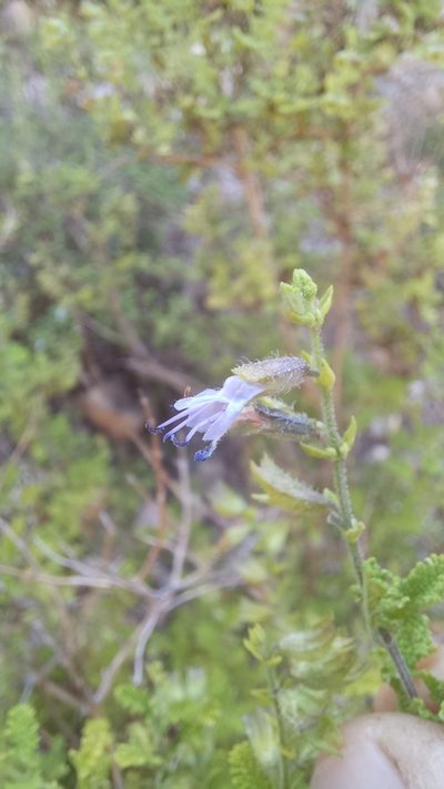 Salvia namaensis, photographed by kevin koen
