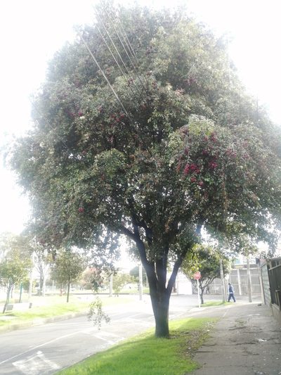 Syzygium paniculatum, photographed by GERMAN LEONEL SARMIENTO CRUZ