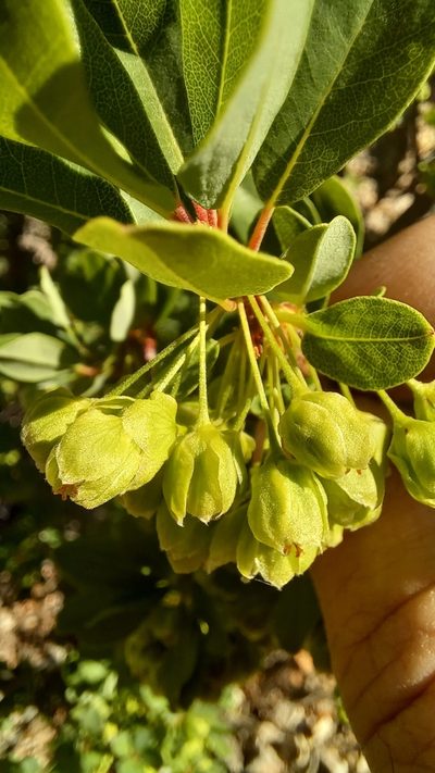 Lachnostylis bilocularis, photographed by kevin koen
