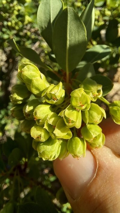 Lachnostylis bilocularis, photographed by kevin koen