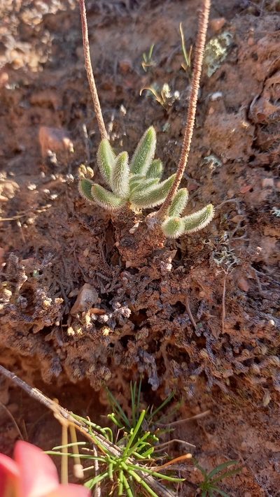 Tylecodon leucothrix, photographed by kevin koen