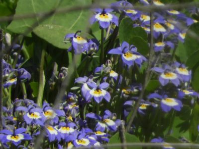 Downingia pulchella, photographed by Mary K. Hanson