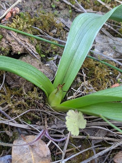 Colchicum longifolium, photographed by Denis Bastianelli