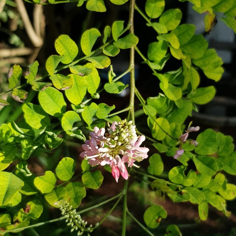 Indigofera jucunda, photographed by Margaret Burger