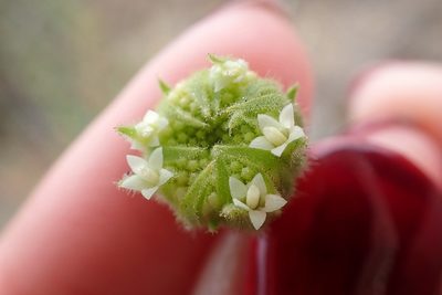 Chaenactis artemisiifolia, photographed by Madeleine Claire