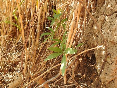 Cissus palmata, photographed by Eduardo Luis Beltrocco