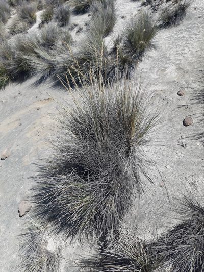 Festuca chrysophylla, photographed by GREGORY ANTHONY PAUCA TANCO