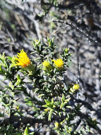 Parastrephia lucida, photographed by GREGORY ANTHONY PAUCA TANCO