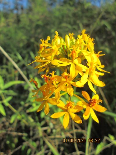 Epidendrum melinanthum, photographed by Luisa Fernanda