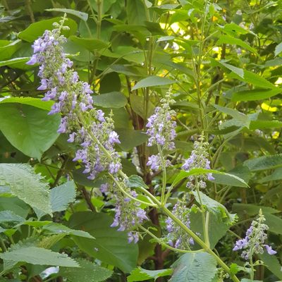 Coleus hereroensis, photographed by Margaret Burger
