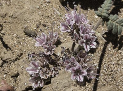 Phacelia arizonica, photographed by Craig Martin