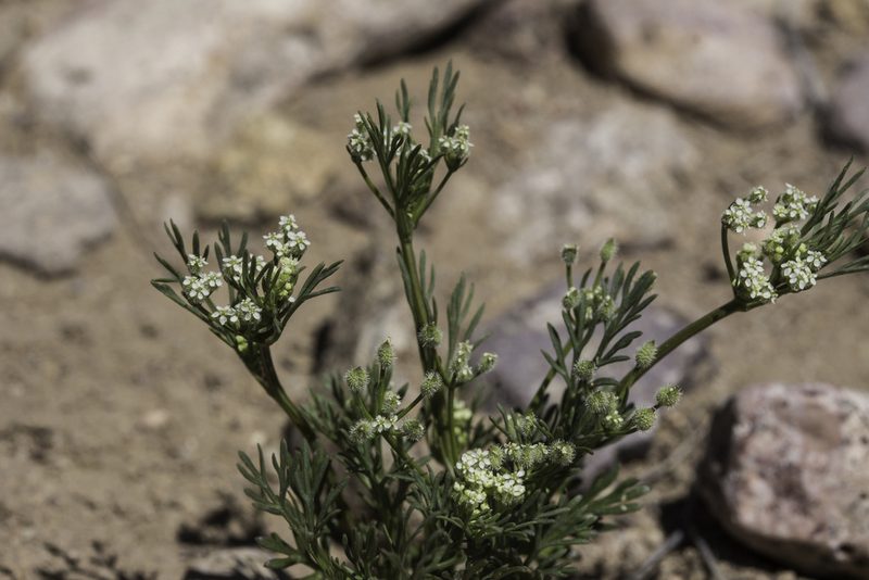 Spermolepis lateriflora, photographed by Craig Martin