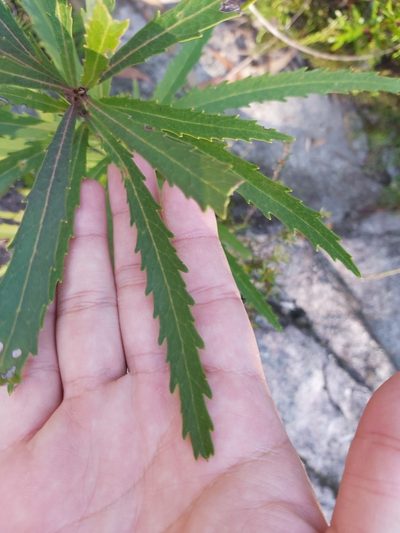 Lomatia myricoides, photographed by Tim