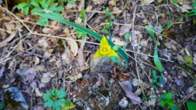 Calochortus monophyllus, photographed by Michael Warner