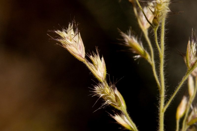 Cottea pappophoroides, photographed by Cecelia Alexander