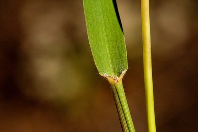Cottea pappophoroides, photographed by Cecelia Alexander