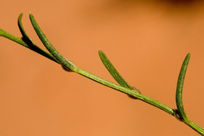 Corispermum americanum, photographed by Cecelia Alexander
