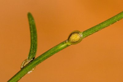 Corispermum americanum, photographed by Cecelia Alexander