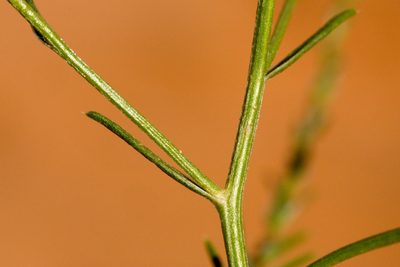 Corispermum americanum, photographed by Cecelia Alexander
