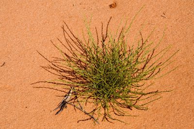 Corispermum americanum, photographed by Cecelia Alexander
