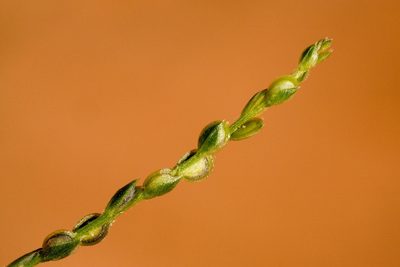 Corispermum americanum, photographed by Cecelia Alexander