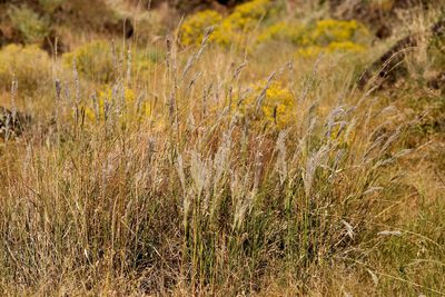 Digitaria californica, photographed by Cecelia Alexander