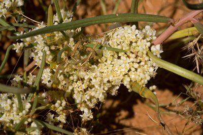 Cuscuta umbellata, photographed by Cecelia Alexander