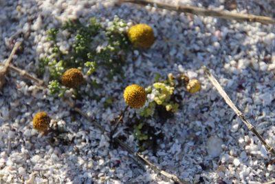 Oncosiphon sabulosus, photographed by Tony Rebelo
