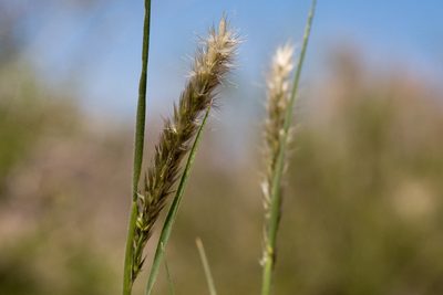 Enneapogon desvauxii, photographed by Cecelia Alexander